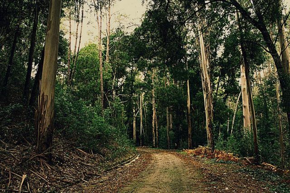 Le foreste portoghesi, la candela che nessuno sa spegnere